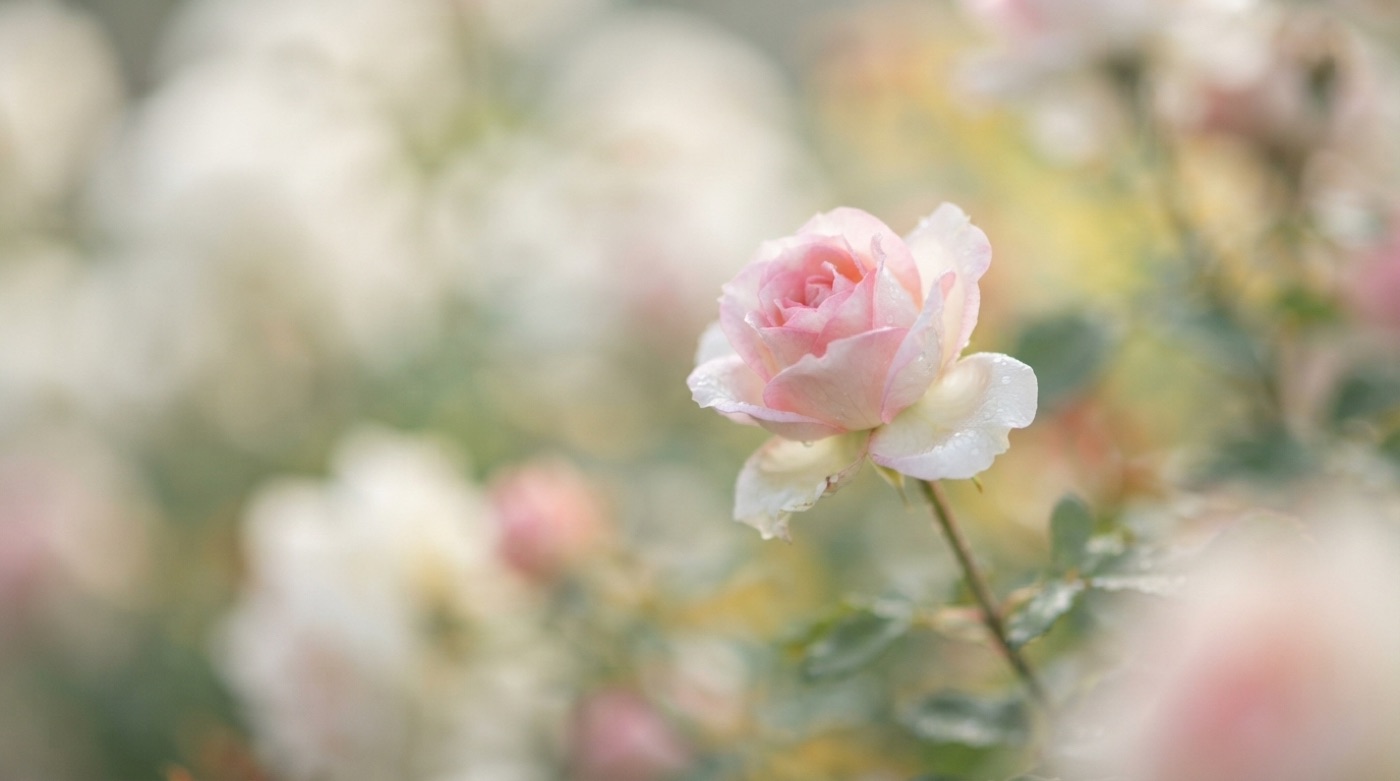 D’où viennent les fleurs